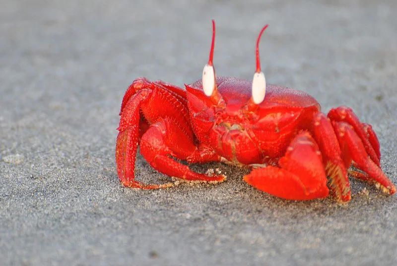 red crab