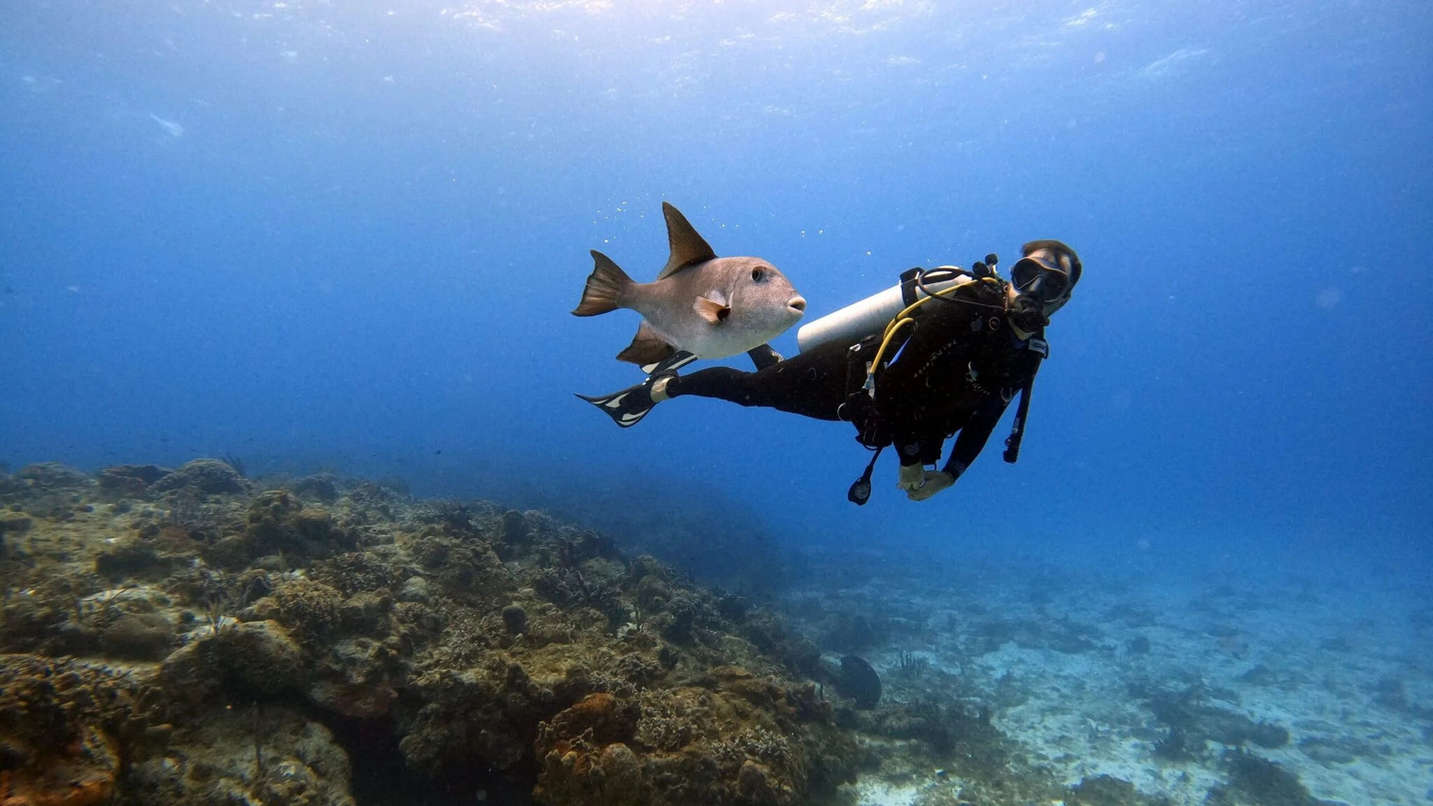 Scuba Diving in Goa