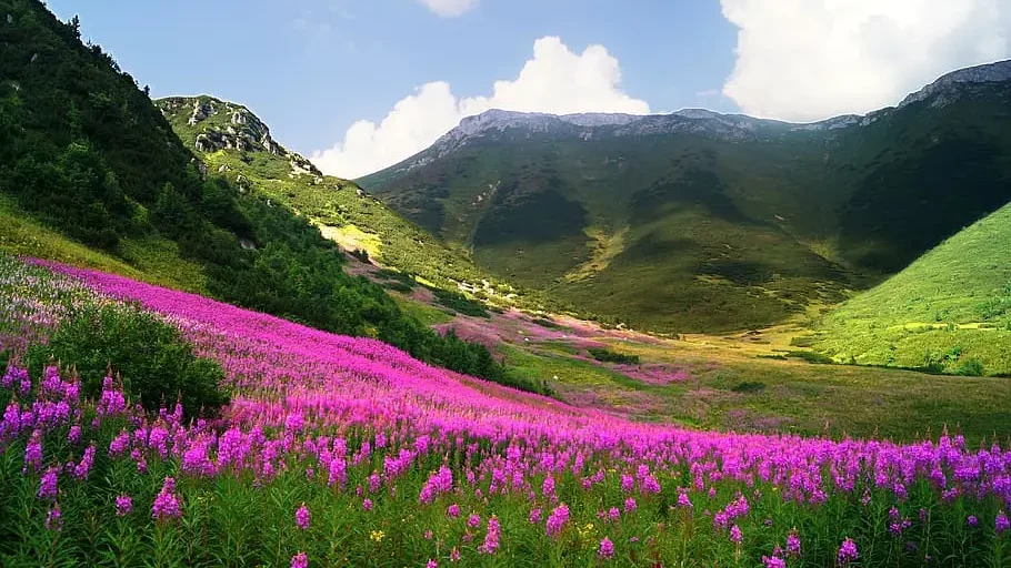 Valley of Flowers National Park | Valley of Flowers in India