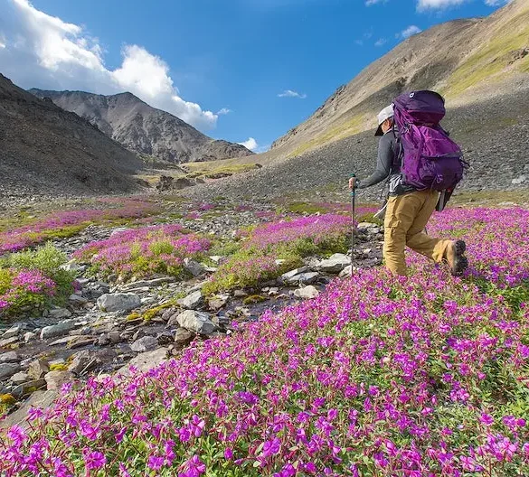 Valley of Flowers National Park