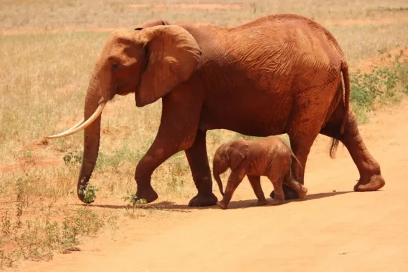 Dalma Wildlife Sanctuary