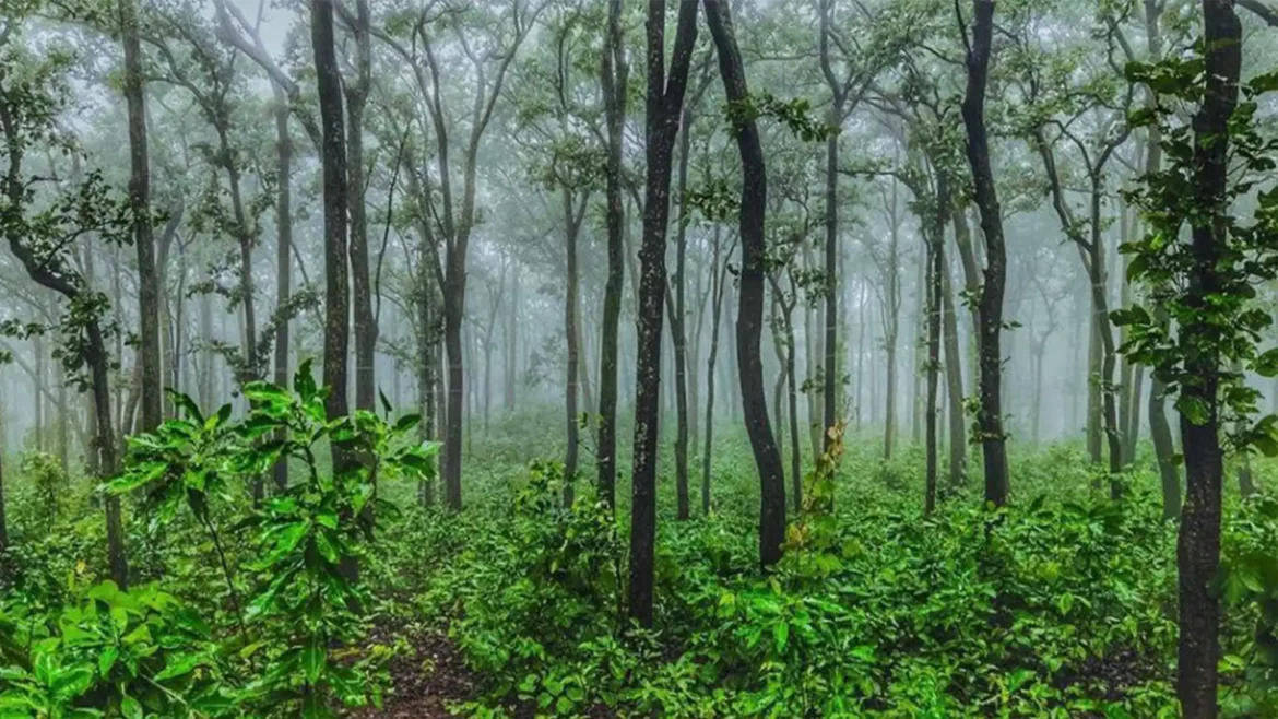Netarhat hills