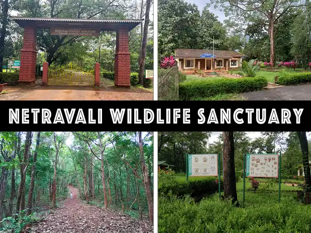 Netravali Wildlife Sanctuary | WhatsHot Goa