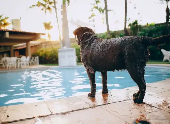 Pet Friendly Hotels in Mandarmani