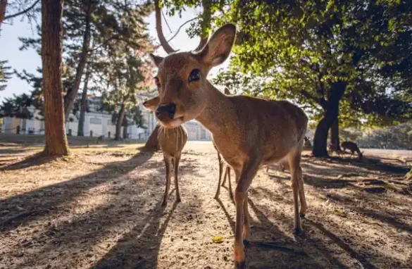 Pilikula Biological Park