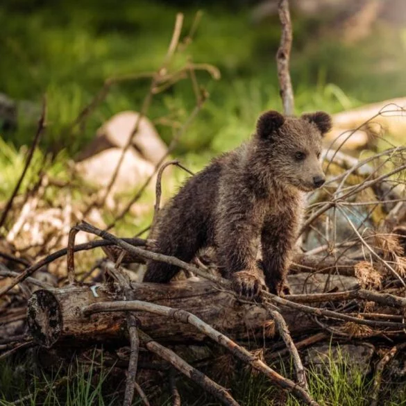 Ralamandal Wildlife Sanctuary