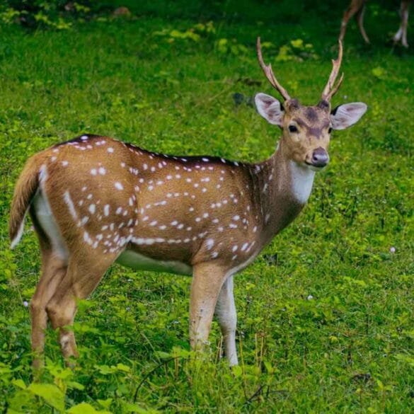 Barnawapara Wildlife Sanctuary