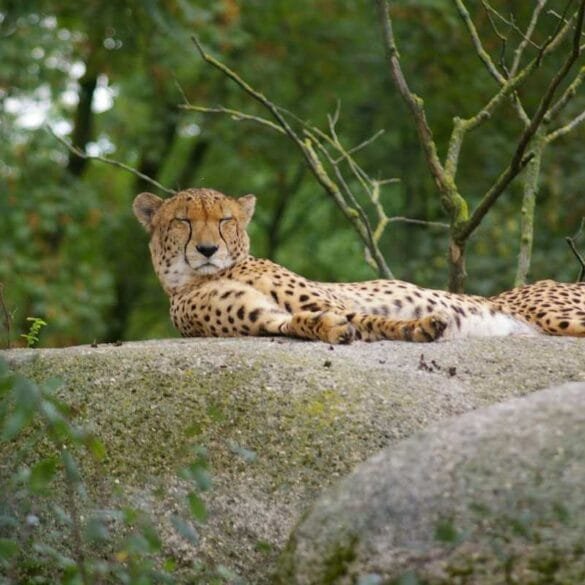 Bondla Wildlife Sanctuary