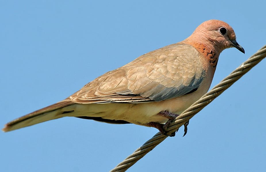 Pocharam Wildlife Sanctuary Nizamabad Photos, Timings, Safari