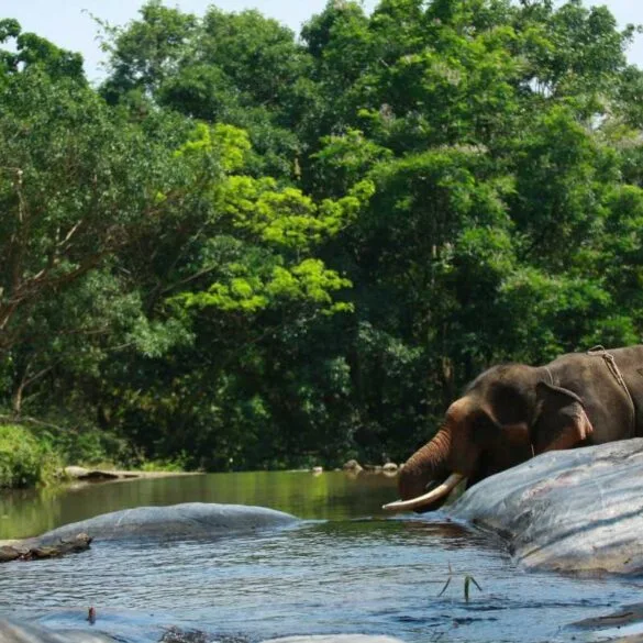 Wayanad-Wildlife-Sanctuary_1